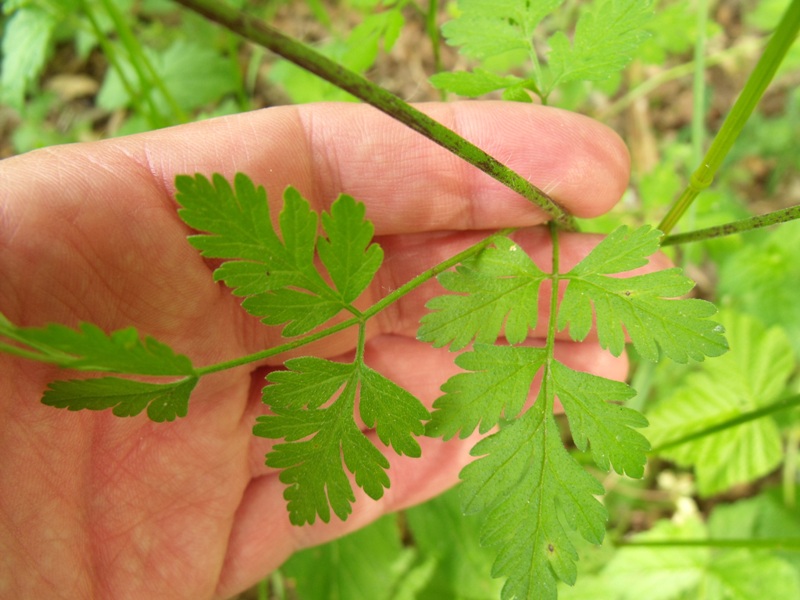 Conium maculatum? no, Chaerophyllum temulum